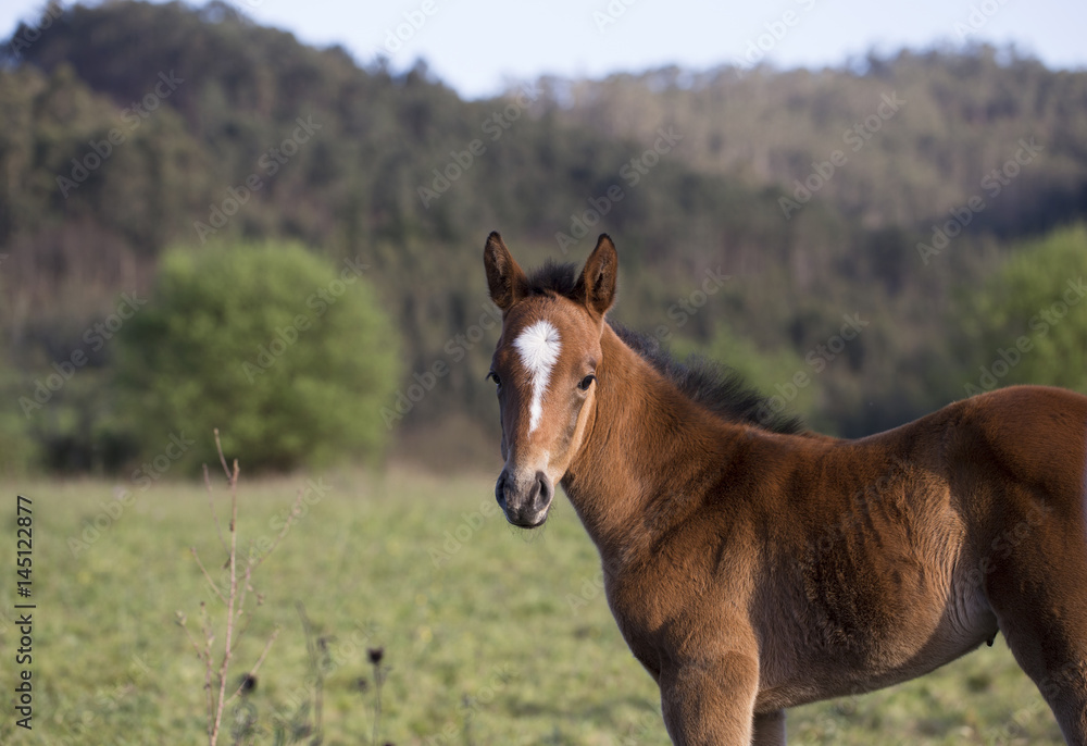 Foal
