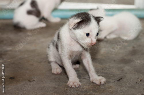 Thai baby cat.