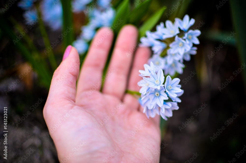 Puschkinia scilloides - view of blooming spring flowers growing in a garden Puschkinia scilloides - view of blooming spring flowers growing in a garden