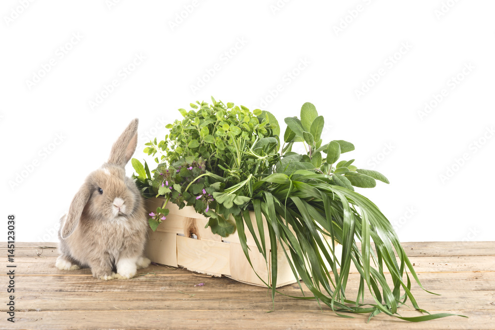 Fototapeta premium Kaninchen mit frischen Kräutern