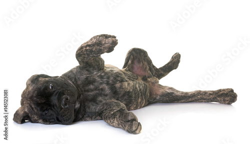puppy bull mastiff © cynoclub