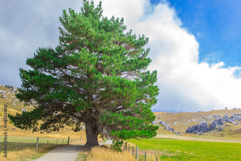 Obraz premium Big Tree along the way to castle hill, New Zealand