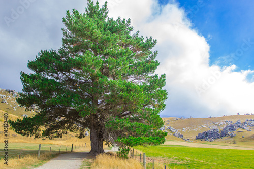 Big Tree along the way to castle hill, New Zealand