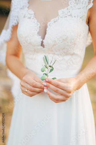 Olive branch in tender female hands. Wedding in Montenegro.