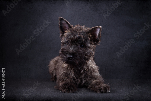 cairn terrier