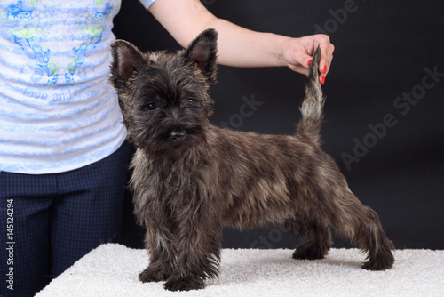 Fotografía cairn terrier