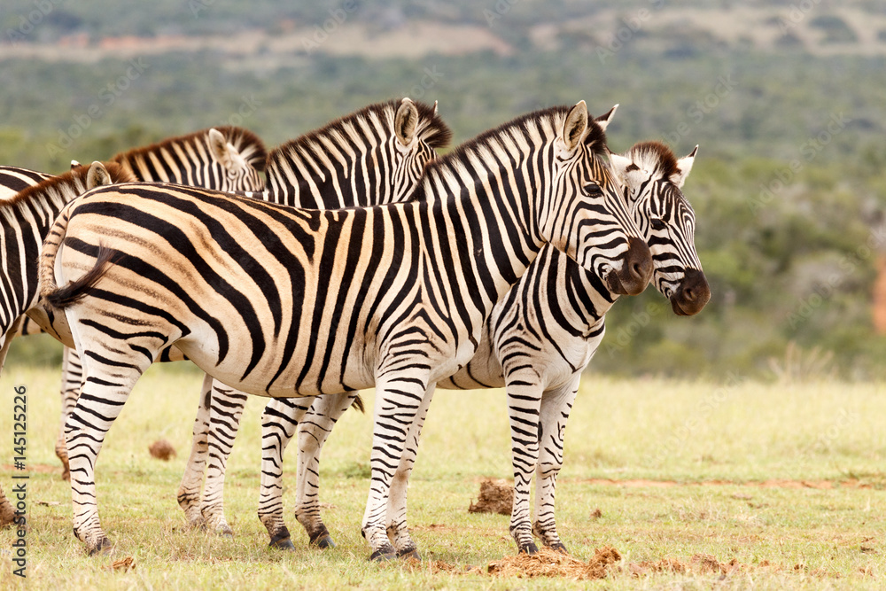 Zebras standing close to each other Zebras standing close to each other