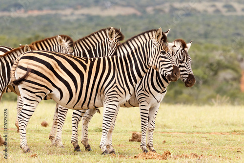 Zebras standing close to each other