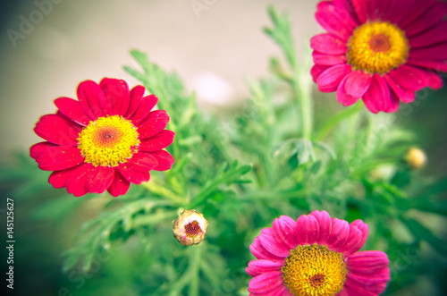 Gazania garden plant in flower.Pink and red