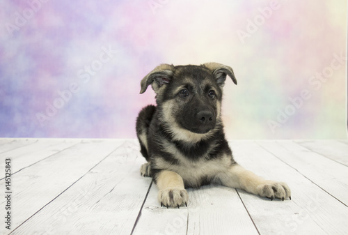 Εκτύπωση καμβά German Shepherd with colorful springtime background