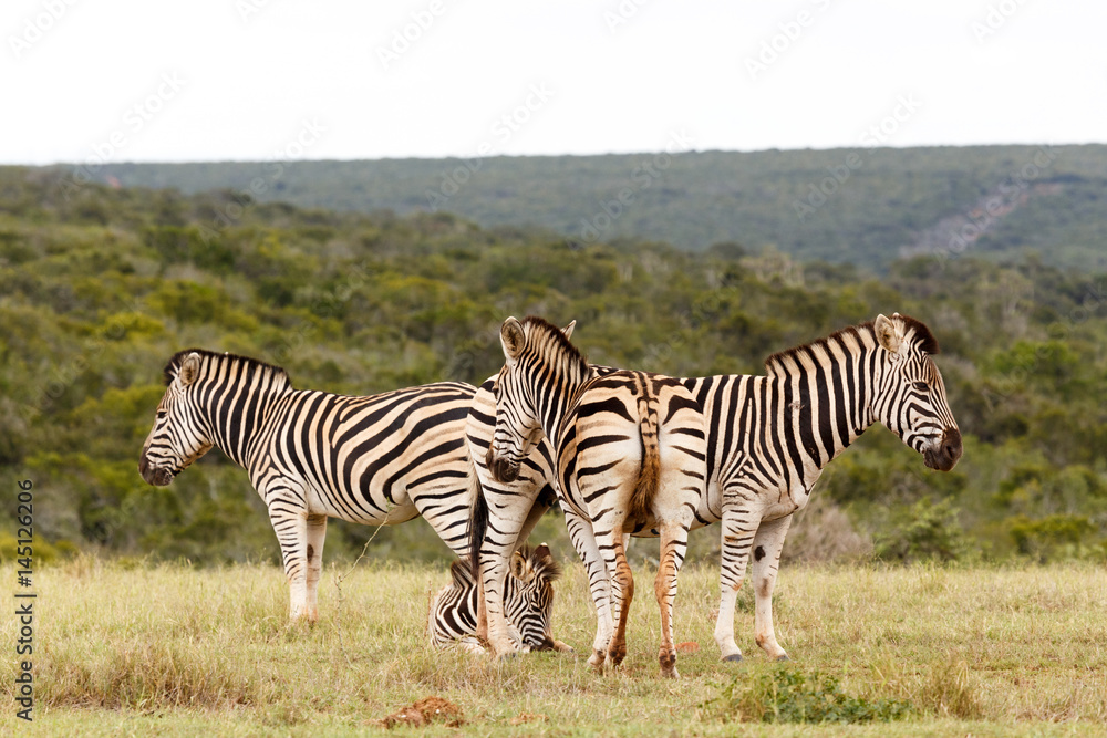 Obraz premium Zebra standing in a T shape