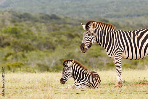 Zebra watching over her baby