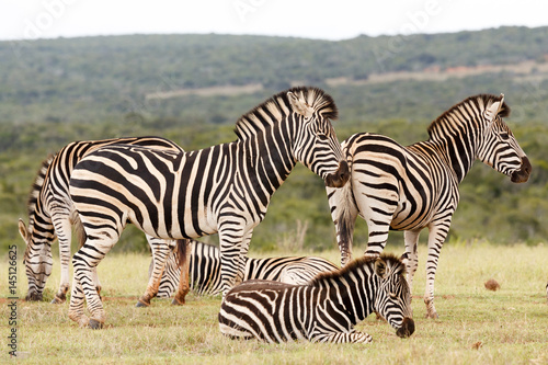 Zebras waiting together to drink some water