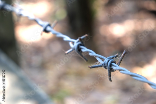 barbed wire with spider web