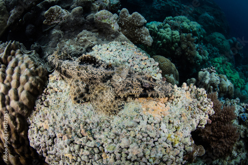 Crocodilefish Lying on Dead Coral Colony