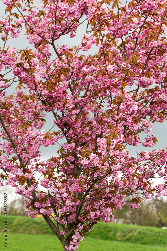 Kirschbaum / blühender Kirschbaum mit vielen Blüten Kirschbaum / blühender Kirschbaum mit vielen Blüten