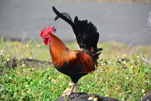 Makapu Rooster photo