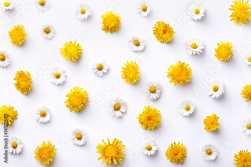 Daisy and dandelion pattern. Flat lay spring and summer flowers on a white background. Repeat concept. Top view
