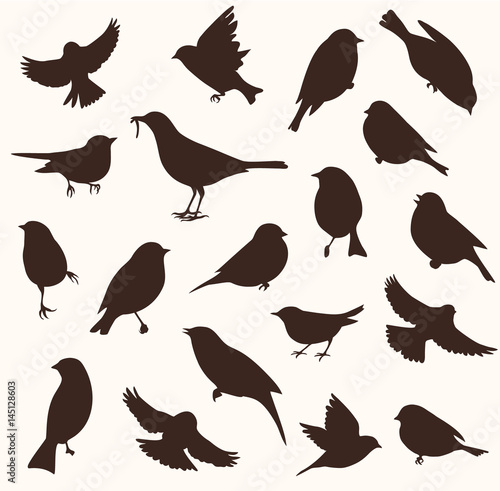 Vector set of bird silhouette. Sitting and flying birds photo