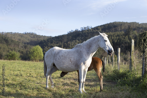Foal and mare © paula sierra