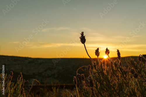 Selective focus flower with sunrise meadow in the backtground. photo