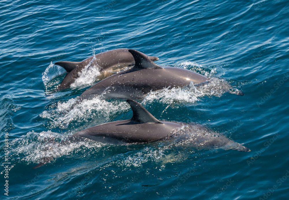 Obraz premium Family of three dolphins swimming together