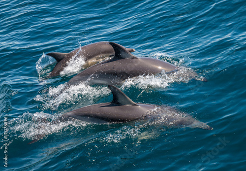 Family of three dolphins swimming together photo