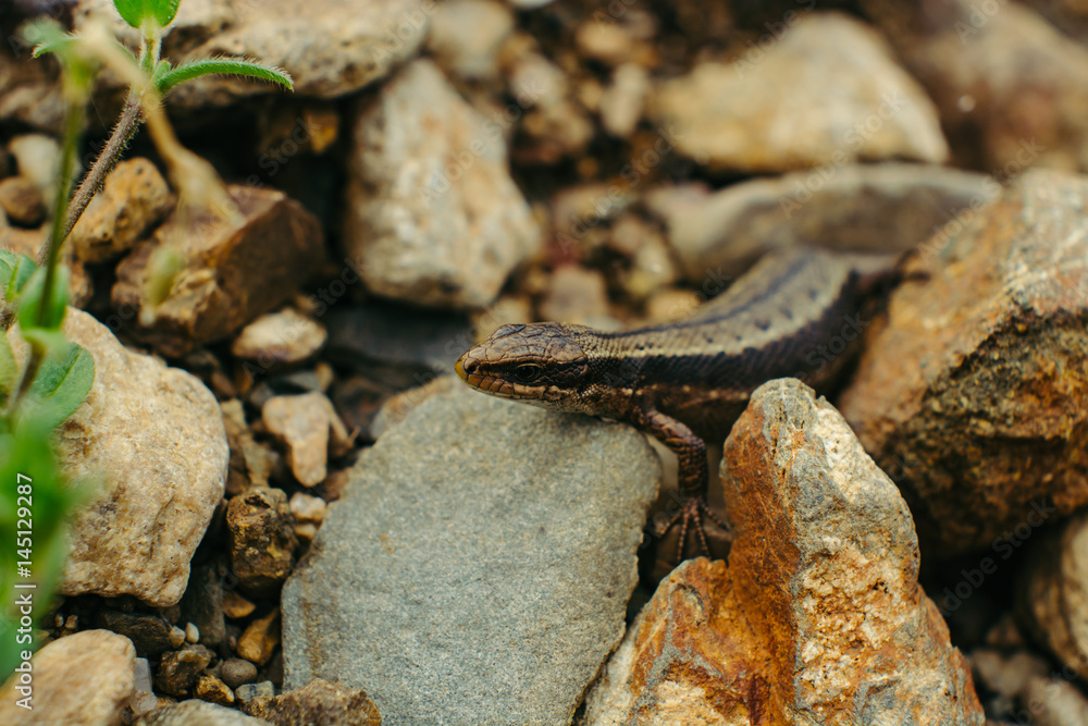 Sand lizard hiding among the rocks (Lacerta agilis). Sand lizard hiding among the rocks (Lacerta agilis).