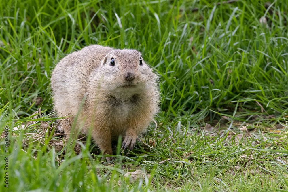 ground squirell in spring grass ground squirell in spring grass