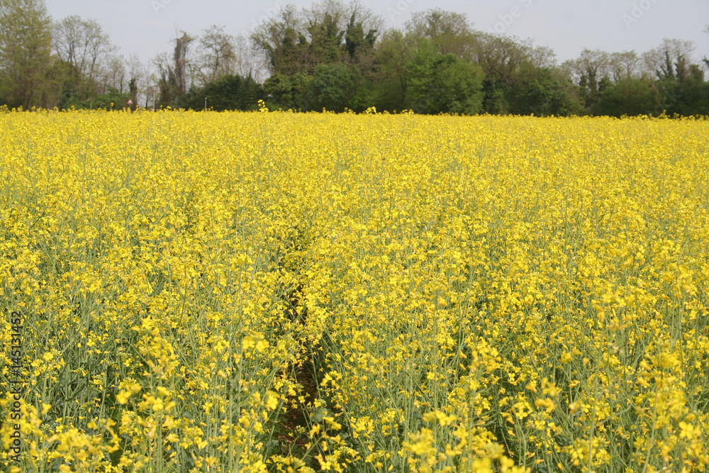 Campo di colza in fiore Campo di colza in fiore