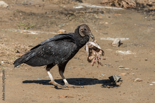 Black vulture with a fish head on a sandy shore