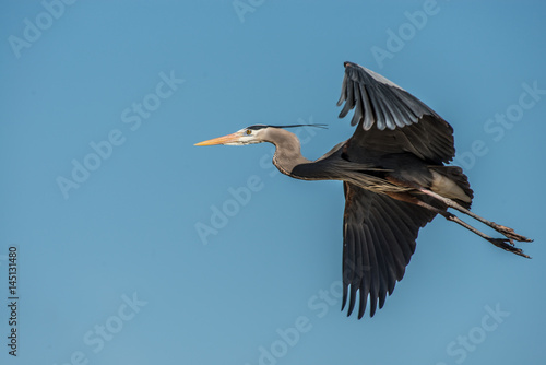 Great blue heron flying across a blue sky in early morning light © clsdesign