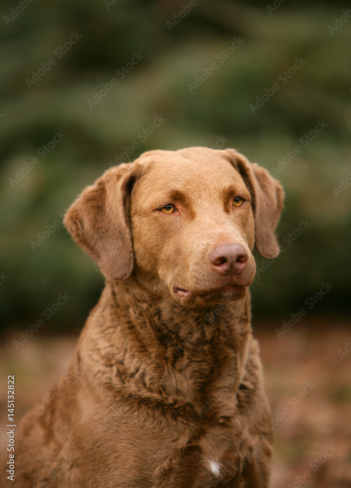 Chesapeake Bay Retriever dog in the forest. Chesapeake Bay Retriever dog in the forest.