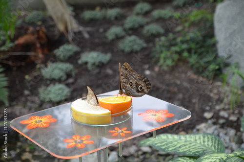  Butterflies eating