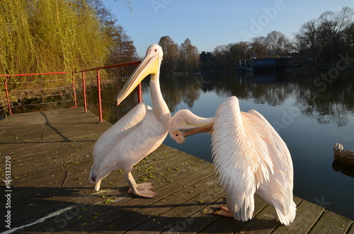  Two beautiful pelicans