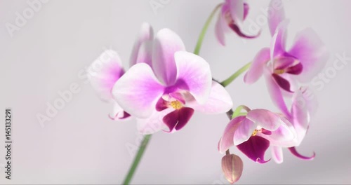 pink and white orchid blossoming out against white background; timelapse video