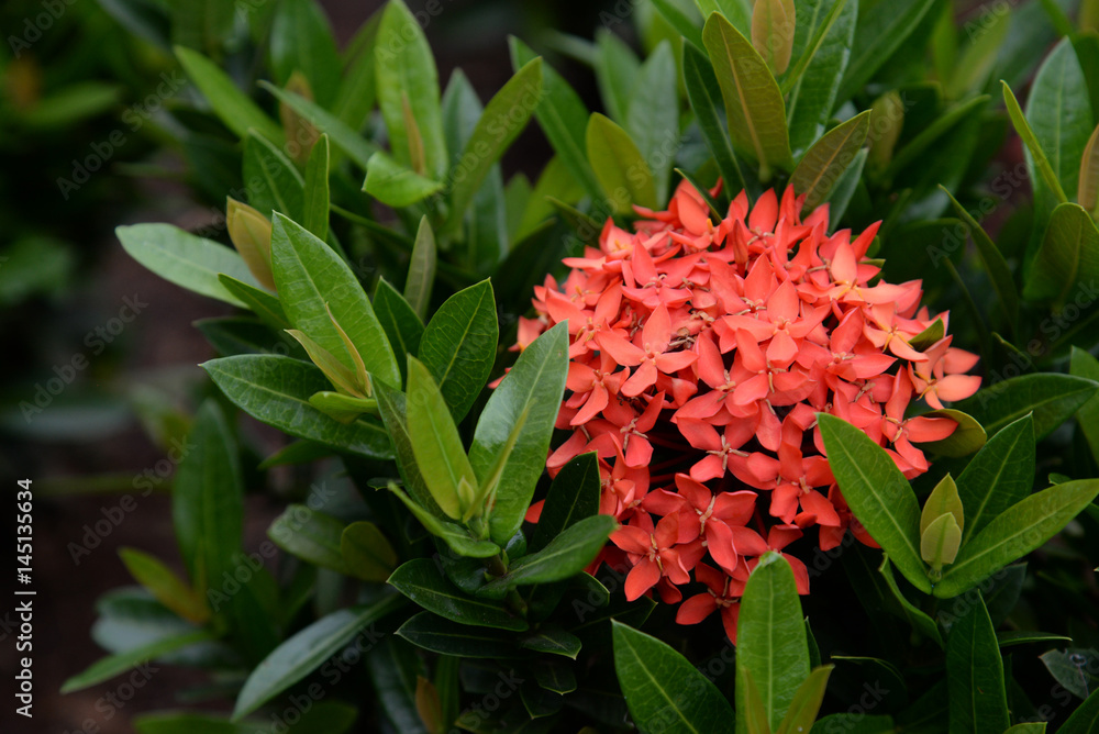 Red Ixora tropical flower blooming in garden Red Ixora tropical flower blooming in garden