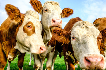 cow