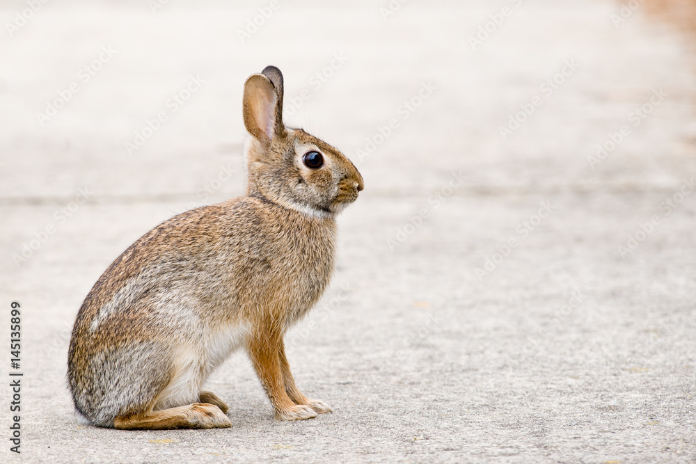 Cottontail bunny rabbit sitting on a sidewalk Cottontail bunny rabbit sitting on a sidewalk