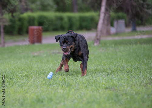 Rottweiler running on the grass photo