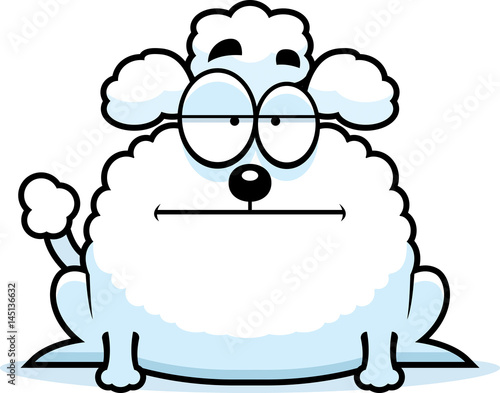 Calm Little Poodle