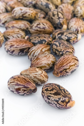 Castor seeds (Ricinus communis)