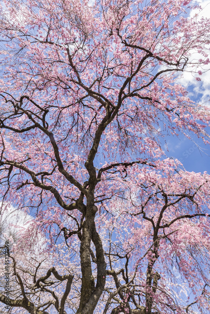 Cherry Blossoms and Clouds Cherry Blossoms and Clouds