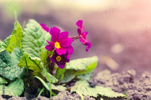 Perennial primrose or primula in the spring garden