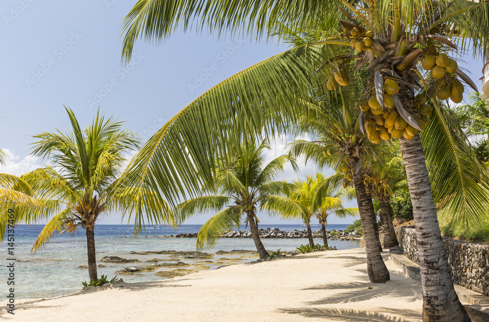 Obraz premium Coconut Beach