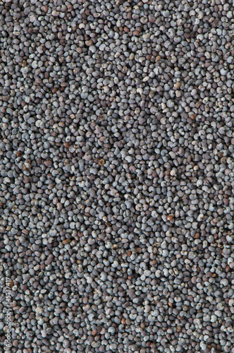 Macro blue poppy seed background texture