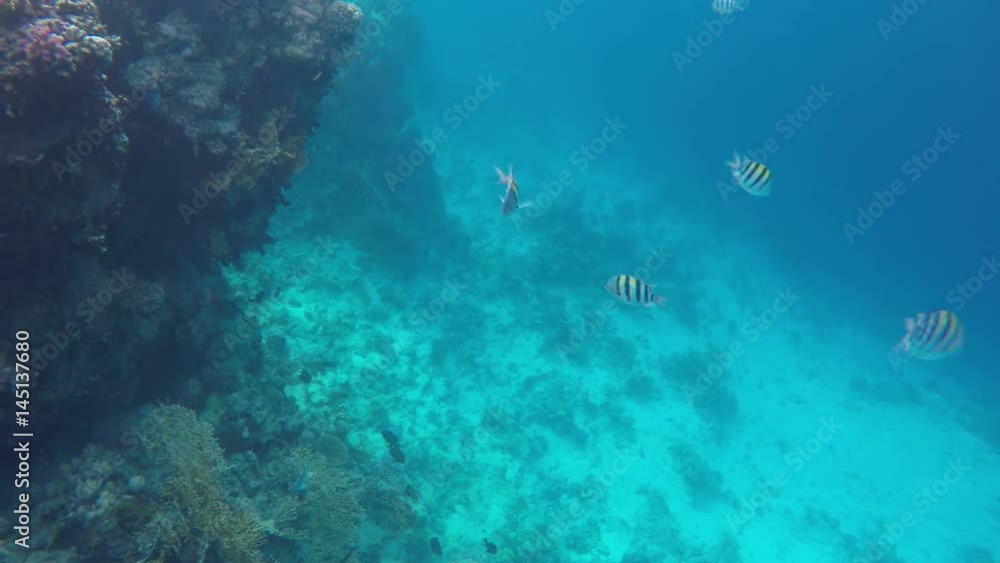 Sea stingray and other fish swimming near coral reefs. Sinai Egypt Sea stingray and other fish swimming near coral reefs. Sinai Egypt