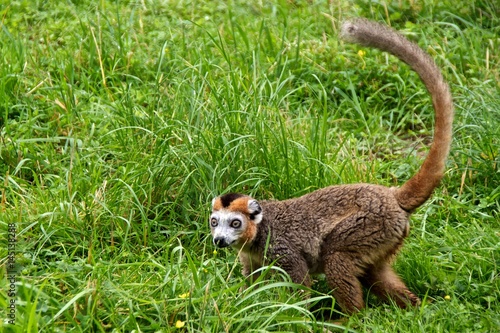 Crowned lemur (Eulemur coronatus), walking. Parc des Félins, Lumigny-Nesles-Ormeaux, France. photo