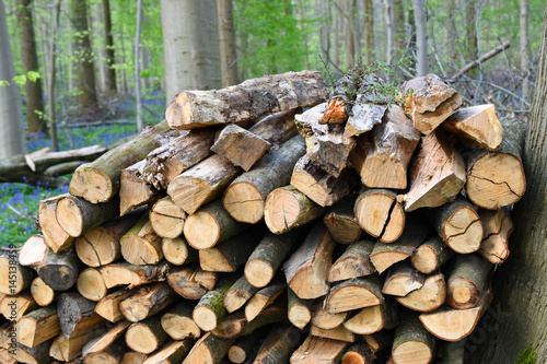 Cut tree logs stacked up in the forest.