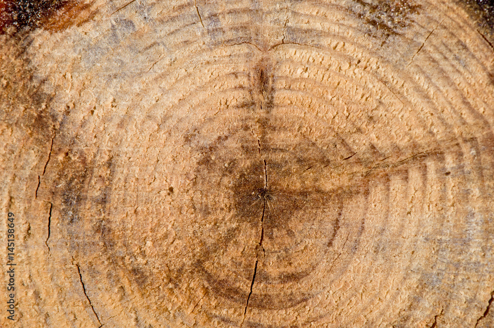 Naklejka premium Macro view of the inside rings of a tree trunk